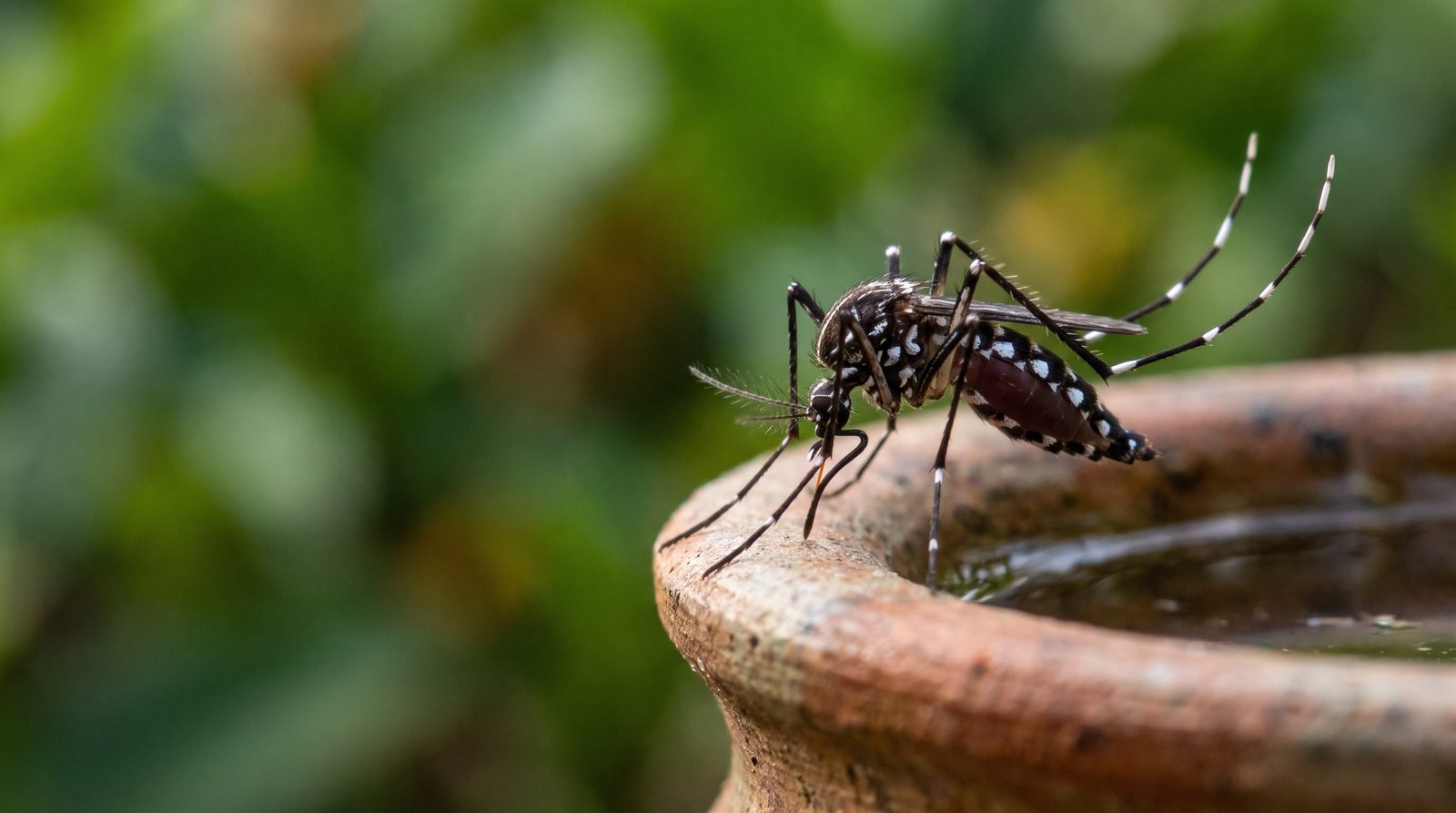 Mosquito Aedes aegypti posado en el borde de un recipiente con agua acumulada